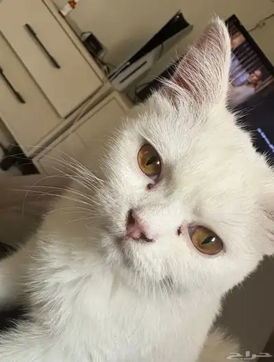 قطه صغيره 3
