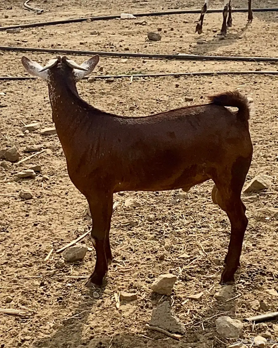 مشروع فحل ادهم اوشح فاخر 3