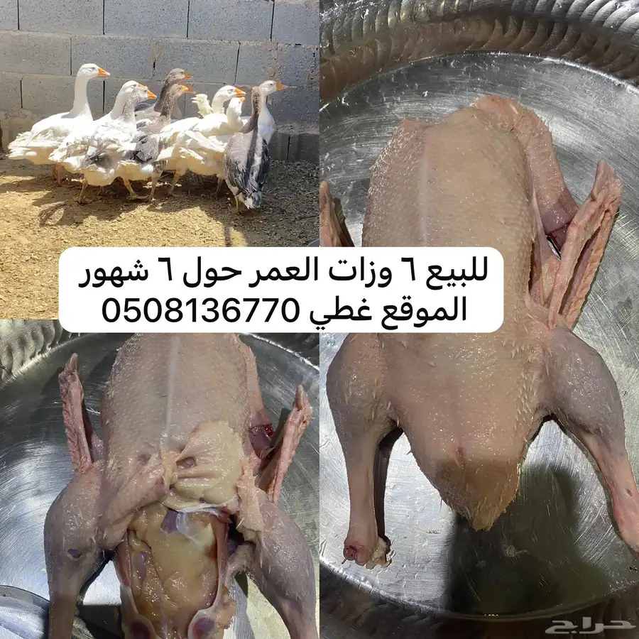 وز بلدي عدل 0
