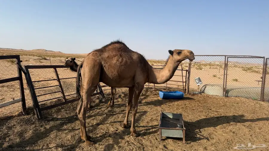 قعود اصفر 1