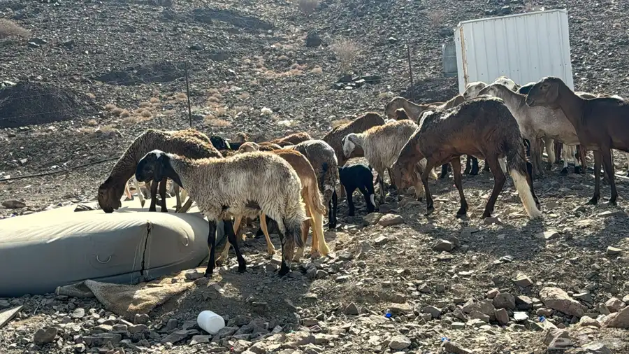 رخال سواكن ولد ودفيع شرط سونا 3