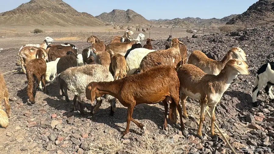 رخال سواكن ولد ودفيع شرط سونا 0