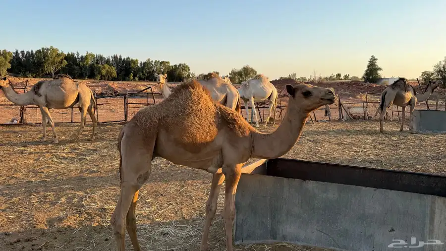 الي هاوي قعود هجن 1