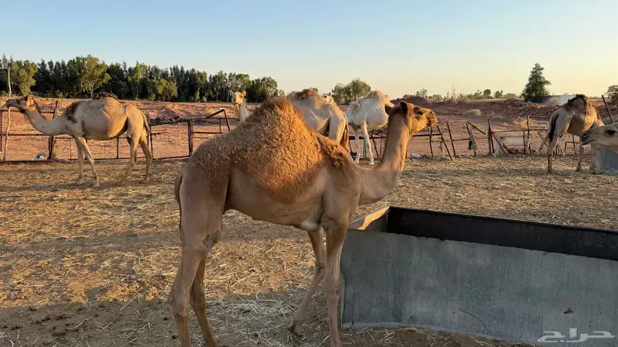 الي هاوي قعود هجن 3