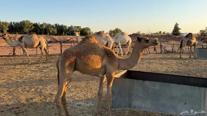 الي هاوي قعود هجن 2