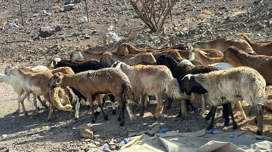 رخال سواكن ولد ودفيع شرط سونا 1