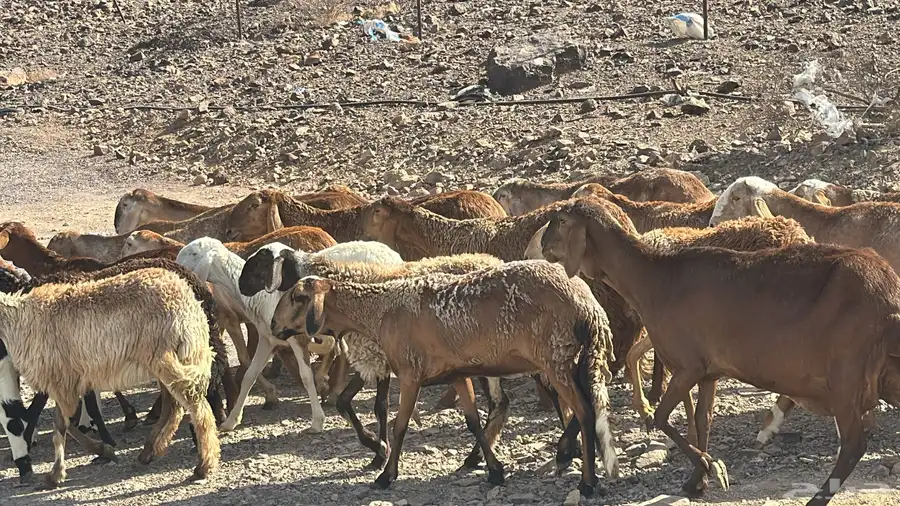 رخال سواكن ولد ودفيع شرط سونا 4