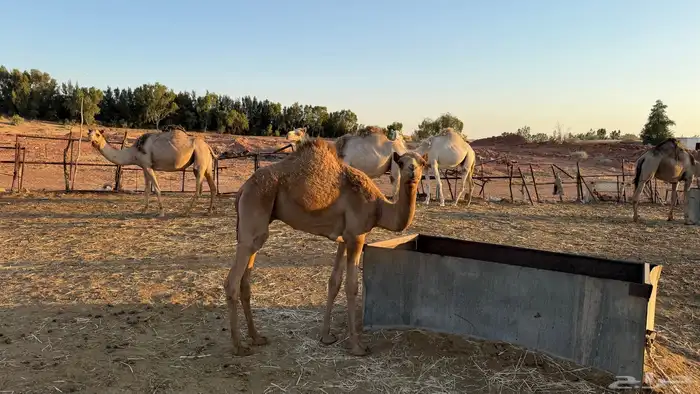 الي هاوي قعود هجن 0