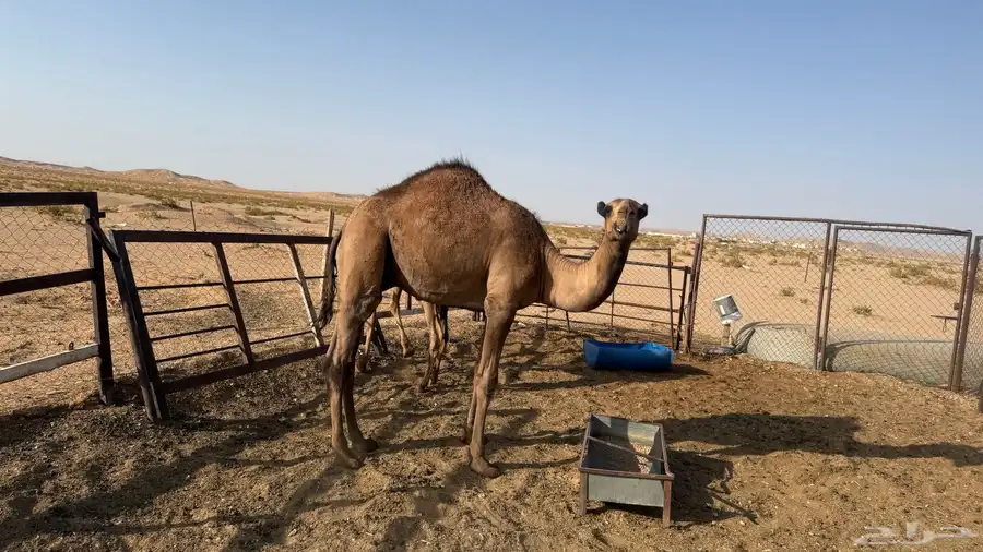 قعود اصفر 0