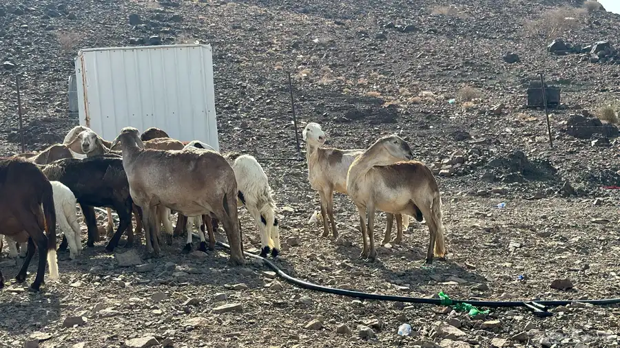 رخال سواكن ولد ودفيع شرط سونا 2