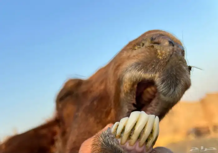 شاه تامه تحتها خروفين تمم البيع 3