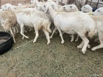 غنم دفيع ومقاريب صنف فواخر 5