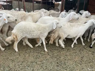 غنم دفيع ومقاريب صنف فواخر 21