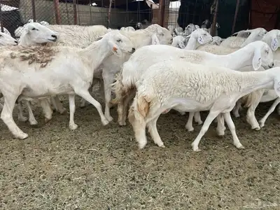 غنم دفيع ومقاريب صنف فواخر 10