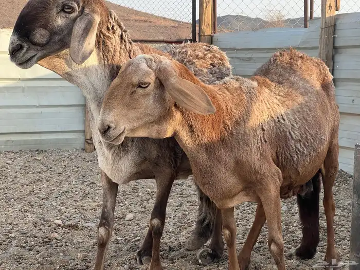 ضان سواكن 0