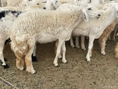 غنم دفيع ومقاريب صنف فواخر 18
