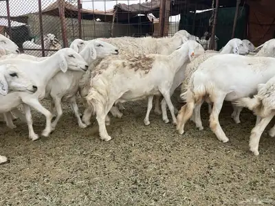 غنم دفيع ومقاريب صنف فواخر 9