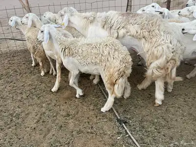 غنم دفيع ومقاريب صنف فواخر 20