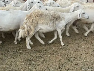 غنم دفيع ومقاريب صنف فواخر 15