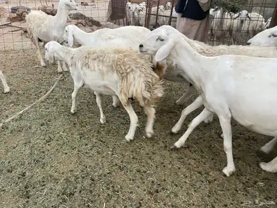 غنم دفيع ومقاريب صنف فواخر 4