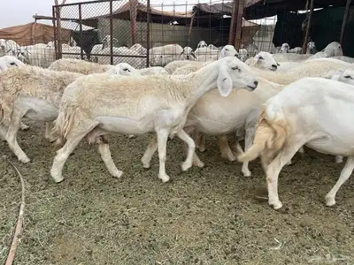 غنم دفيع ومقاريب صنف فواخر 22