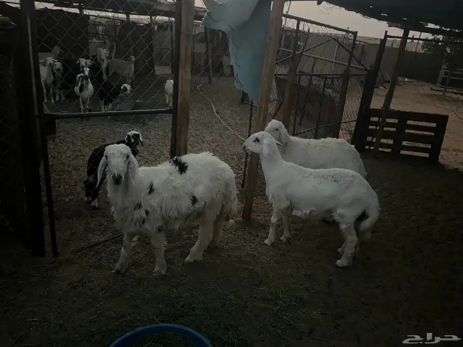 خرفان 0