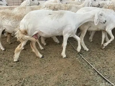 غنم دفيع ومقاريب صنف فواخر 16