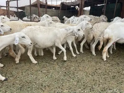 غنم دفيع ومقاريب صنف فواخر 8