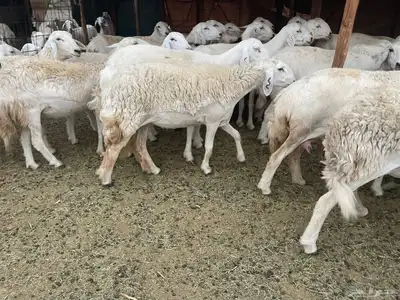 غنم دفيع ومقاريب صنف فواخر 7
