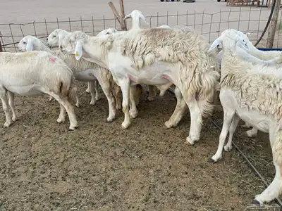 غنم دفيع ومقاريب صنف فواخر 3
