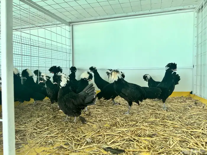 مجموعه من دجاج البوليش 3