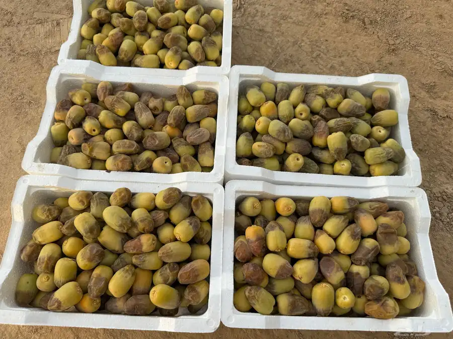 رطب شيشي تمر طيب 0