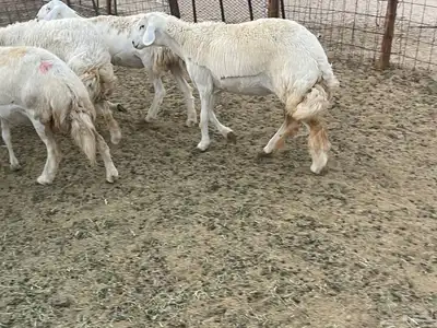 غنم دفيع ومقاريب صنف فواخر 2