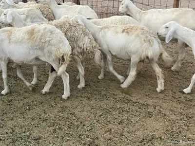 غنم دفيع ومقاريب صنف فواخر 14