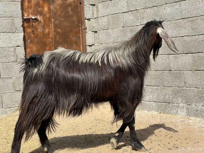 تيس فحل صنف (تم البيع) 1