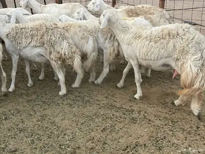 غنم دفيع ومقاريب صنف فواخر 13