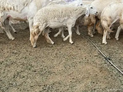 غنم دفيع ومقاريب صنف فواخر 17