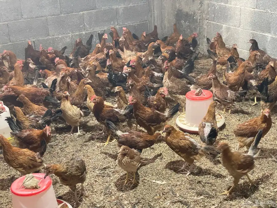 دجاج فرنسي احمر من عمر اسبوع الى ثلاثه شهور 2