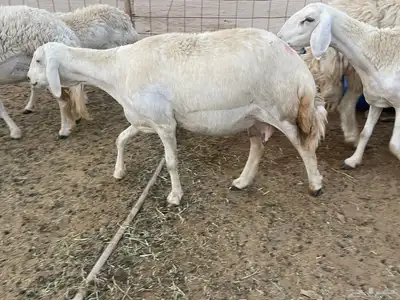 غنم دفيع ومقاريب صنف فواخر 1