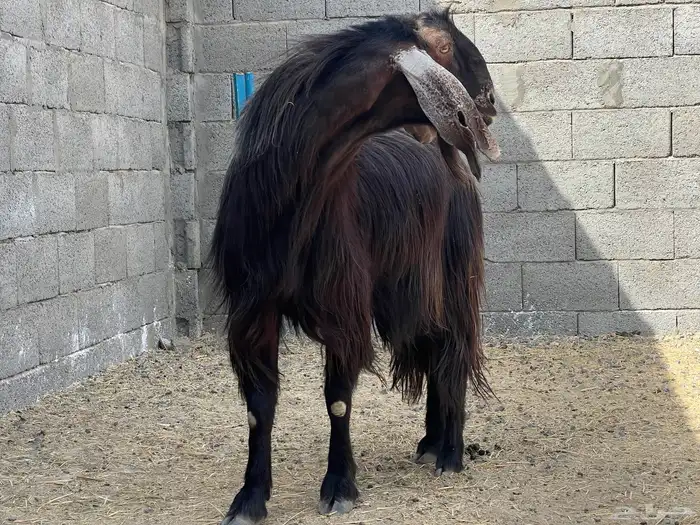 تيس فحل صنف (تم البيع) 3