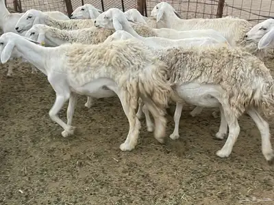 غنم دفيع ومقاريب صنف فواخر 12