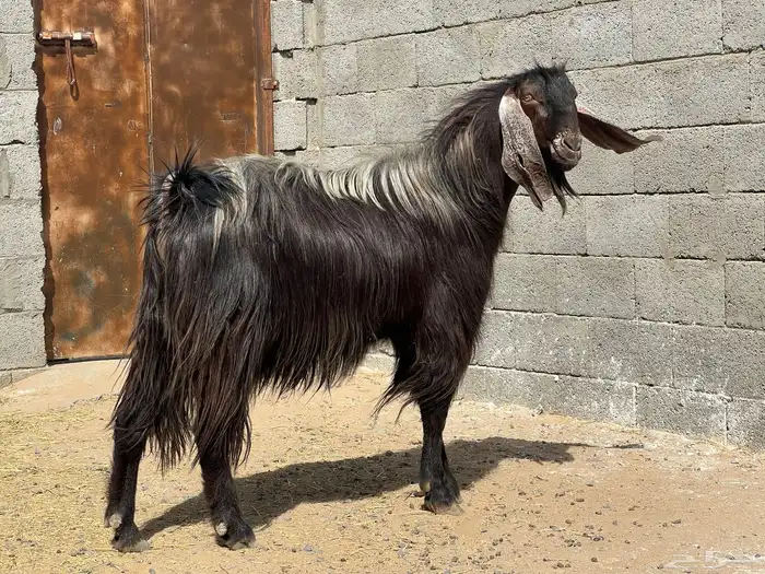 تيس فحل صنف (تم البيع) 0