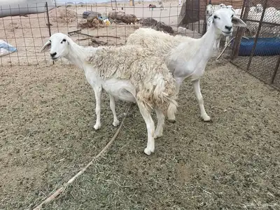 غنم دفيع ومقاريب صنف فواخر 6