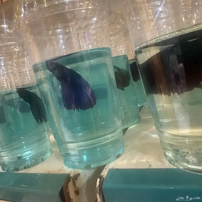 سمك فايتر 10