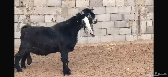 تيس ابيض 1