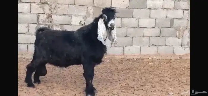 تيس ابيض 2