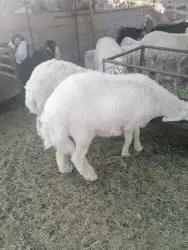 ذبايح تيوس وذبايح حري وسواكن مع مكانيه ذبح وتوصيل 9
