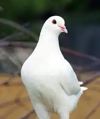 حمام فرنسي 0