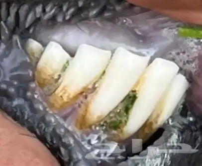 بربريه خلفه 4