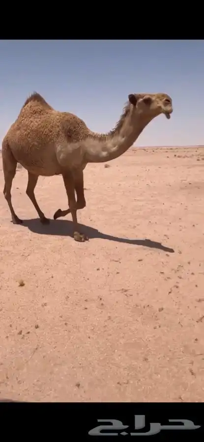 للبيع شعلا لقحه كفوو 0